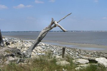 Driftwood Beach