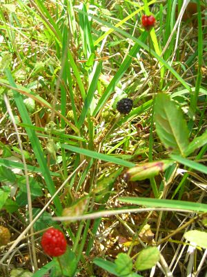Dewberries