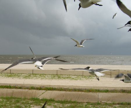 Seagulls at Long Beach