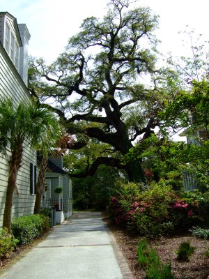 South Carolina Champion Live Oak