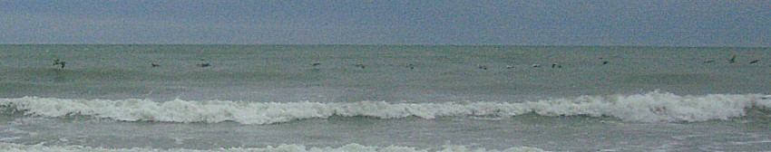 Brown Pelicans in Myrtle Beach