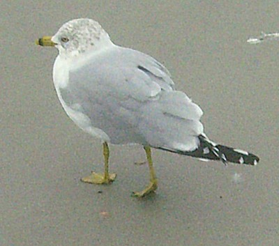 Ring-billed Gull, Myrtle Beach