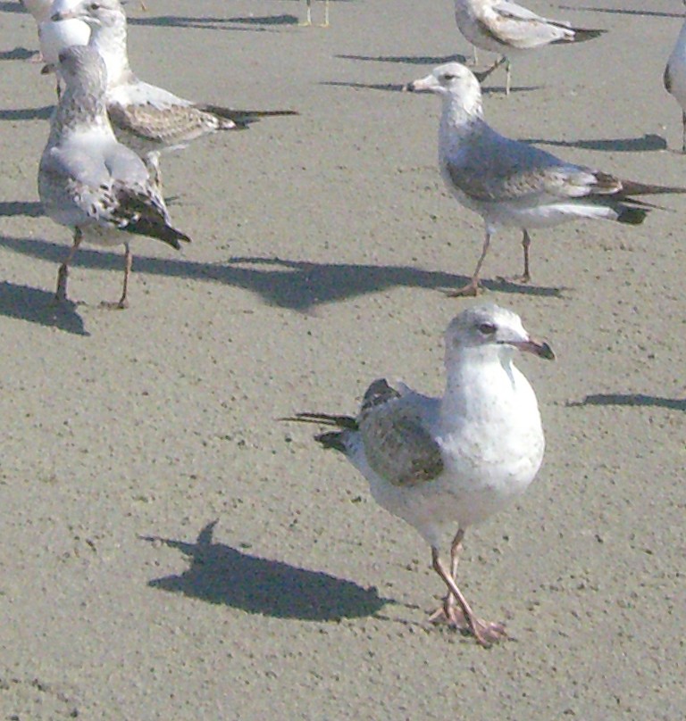 Ring-billed Gulls, Myrtle Beach