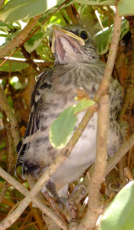 Juvenile Northern Mockingbird (Mimus polyglottos) in Myrtle Beach, SC