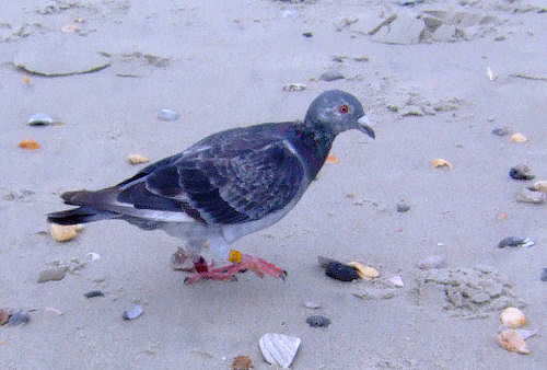 Racing Pigeon (?) in Myrtle Beach, SC