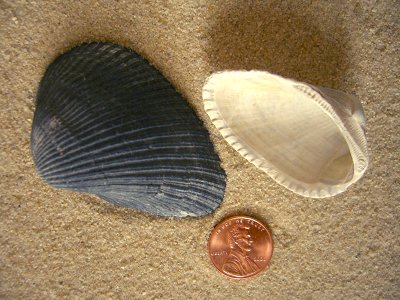 Ponderous Ark (Noetia ponderosa Say, 1822)
