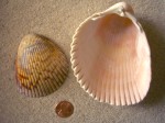 Vanhyning's Heart Cockle