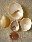Common Atlantic Slipper Shell