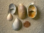 Convex Slipper Shell