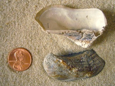 Mossy Ark (Arca imbricata Brugière, 1822)