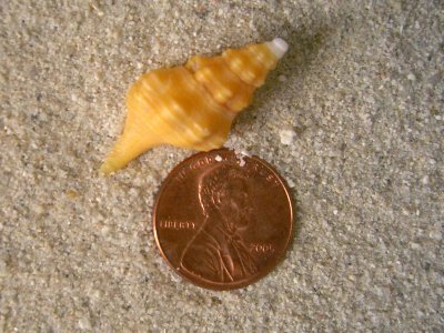 Florida Horse Conch (Pleuroplaca gigantea Kiener, 1840)