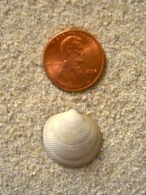 Cross-Hatched Lucine (Divaricella quadrisulcata Orbigny, 1842)