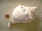 Knobbed Whelk