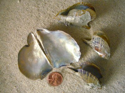 Atlantic Winged Oyster (Pteria colymbus Röding, 1798)