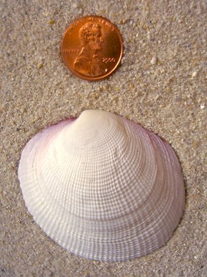 Tiger Lucine (codakia orbicularis Linnaeus, 1758)
