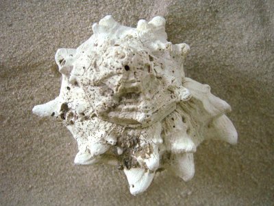 Giant Eastern Murex (Hexaplex fulvescens Sowerby, 1834)