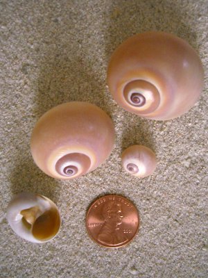 Shark's Eye (Polinices duplicatus Say, 1822)