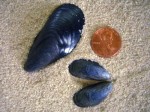 Blue Mussel