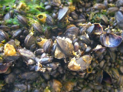 Blue Mussel (Mytilus edulis Linnaeus, 1758)