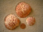 Calico Scallop
