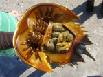 Atlantic Horseshoe Crab