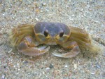 Ghost Crab