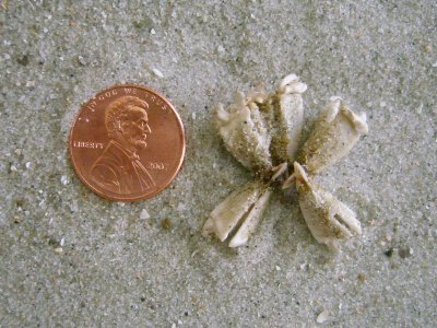 Sea Urchin (Arbacia punctulata Lamarck, 1816)
