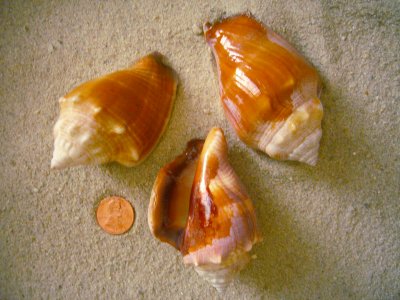 Florida Fighting Conch (Strombus alatus Gmelin, 1791)
