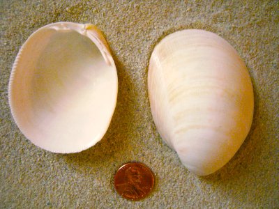 Egg Cockle (Laevicardium laevigatum Linnaeus, 1758)