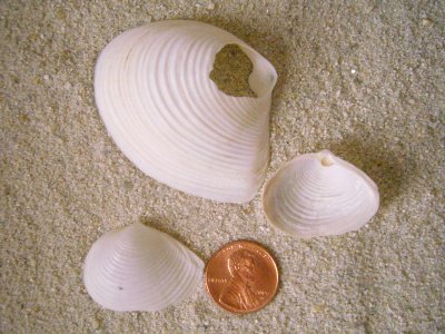 Channeled Surf Clam (Raeta plicatella Lamarck, 1818)