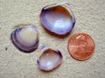 Carolina Marsh Clam