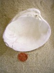 Northern Quahog