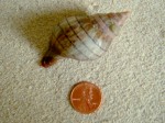 Banded Tulip Shell