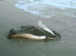 Southern Stingray