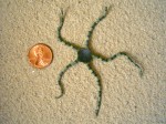 Brittle Star