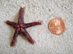 Sea Star