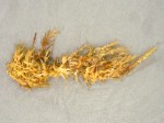 Sargassum