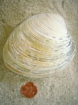 Southern Quahog