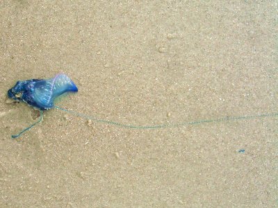 Portuguese Man o'War (Physalia physalis Linnaeus, 1758)