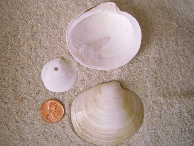 Disk Dosinia (Dosinia discus Reeve, 1850)