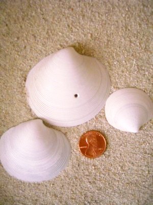 Elegant Dosinia (Dosinia elegans Conrad, 1846)