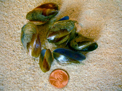 False Tulip Mussel (Modiolus modiolus squamosus Beauperthuy, 1967)
