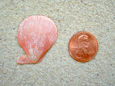 Sentis Scallop (Caribachlamys sentis Reeve, 1853)