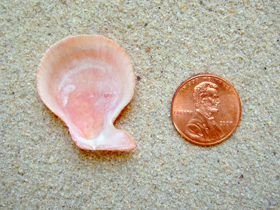 Sentis Scallop (Caribachlamys sentis Reeve, 1853)