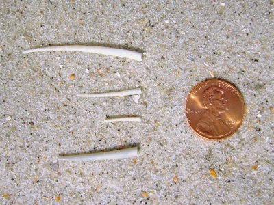Ivory Tusk Shell (Graptacme eborea Conrad, 1846)