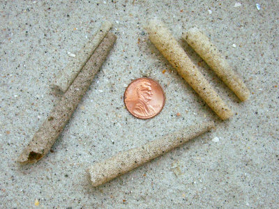 Ice Cream Cone Worm (Pectinaria gouldi Verrill)